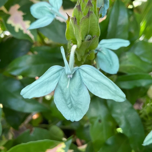 Crossandra Green (Kanakambaram) All Time Flowering Live Plant