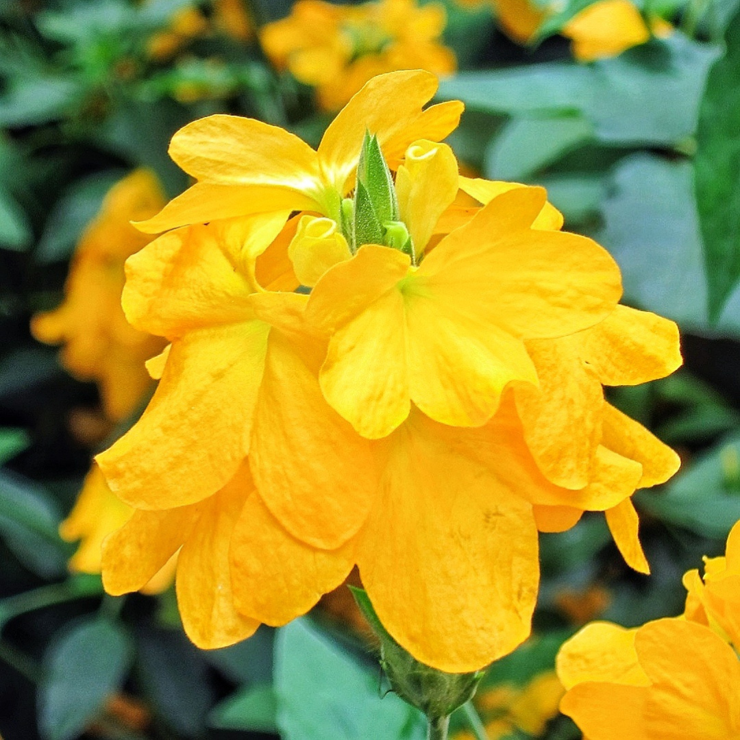 Crossandra Yellow (Kanakambaram) All Season Flowering Live Plant