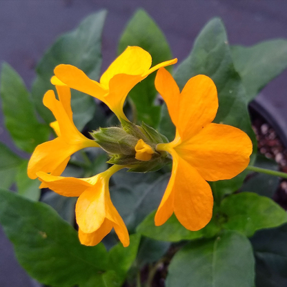 Crossandra Yellow (Kanakambaram) All Season Flowering Live Plant
