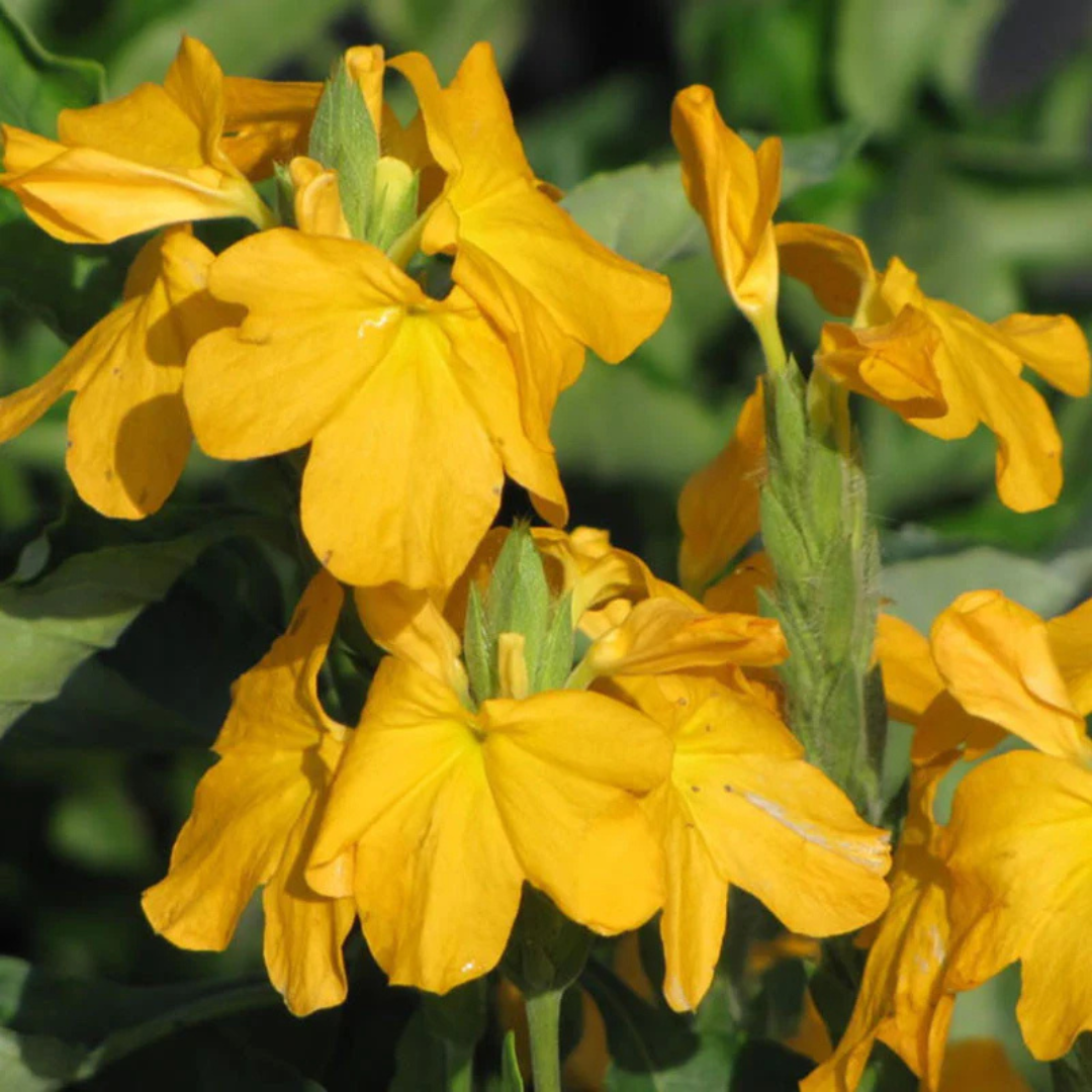 Crossandra Yellow (Kanakambaram) All Season Flowering Live Plant
