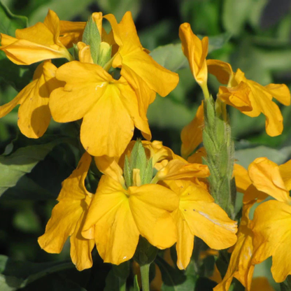 Crossandra Yellow (Kanakambaram) All Season Flowering Live Plant