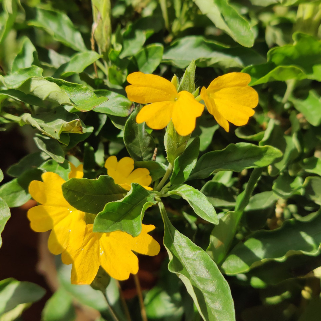 Crossandra Yellow (Kanakambaram) All Season Flowering Live Plant