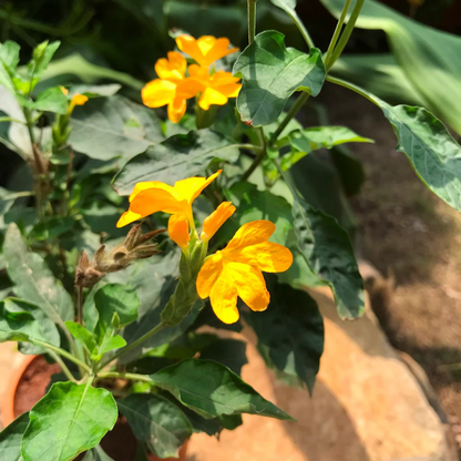 Crossandra Yellow (Kanakambaram) All Season Flowering Live Plant