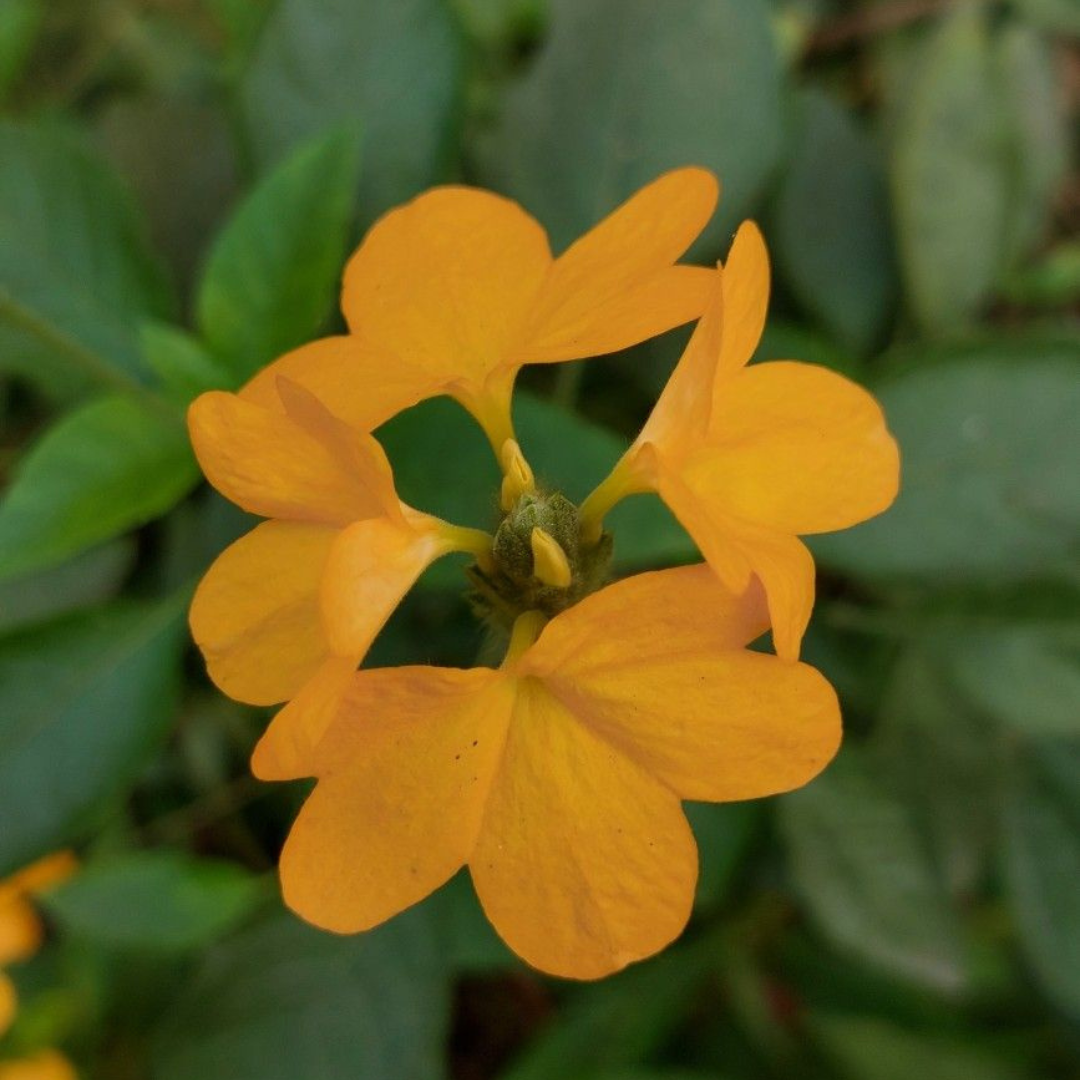 Crossandra Yellow (Kanakambaram) All Season Flowering Live Plant