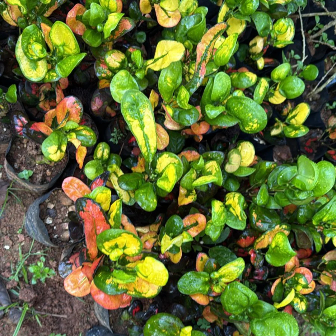 Croton Apple (Codiaeum variegatum) Indoor / Outdoor Live Plant