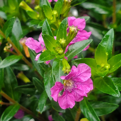 Cuphea Pink (Mexican Heather) Rare All Time Flowering Live Plant