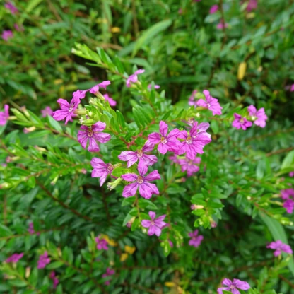 Cuphea Pink (Mexican Heather) Rare All Time Flowering Live Plant