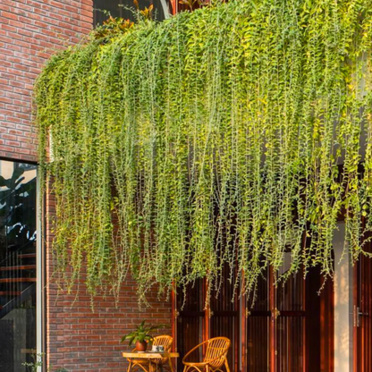 Curtain Creeper (Tarlmounia elliptica) Ornamental Live Plant