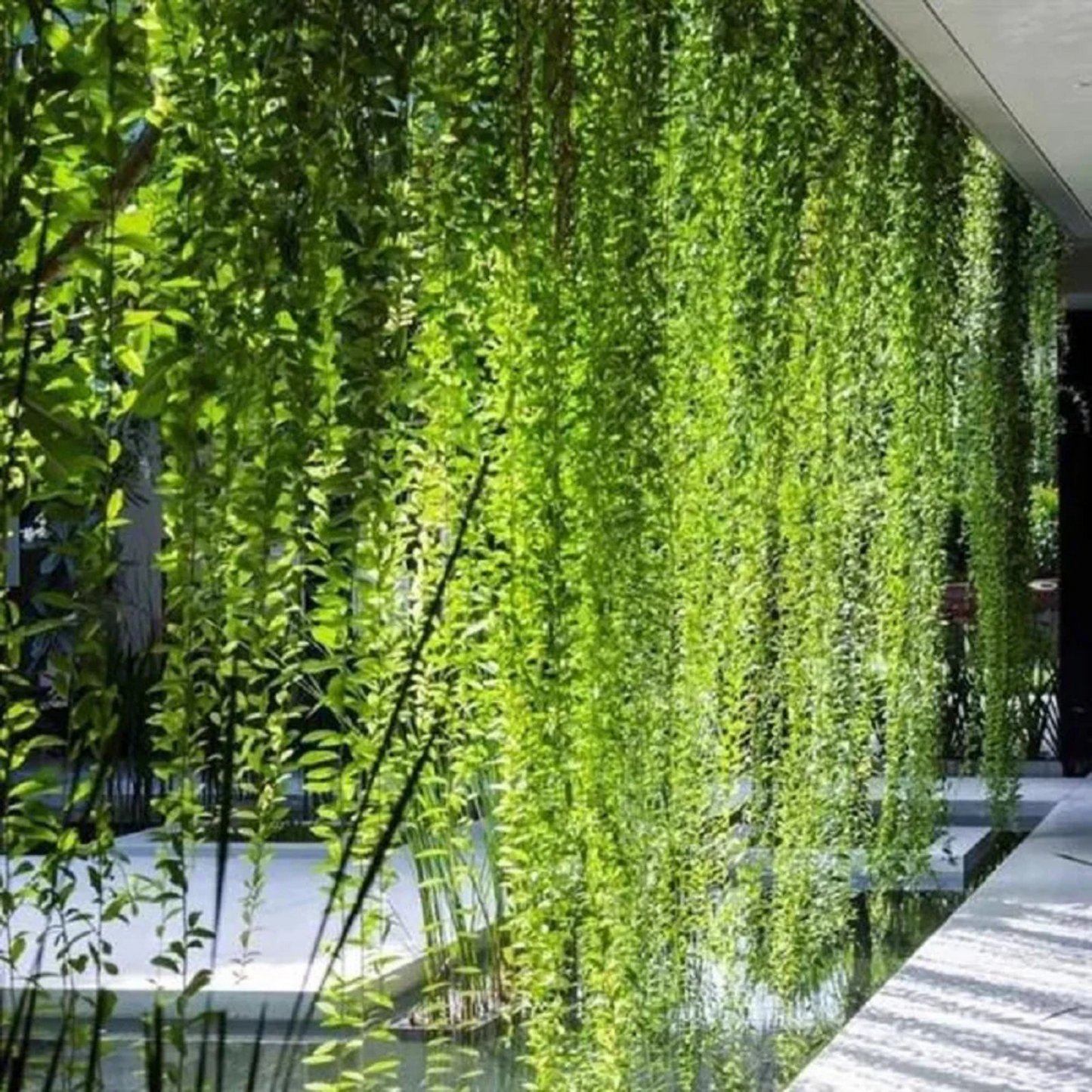 Curtain Creeper (Tarlmounia elliptica) Ornamental Live Plant