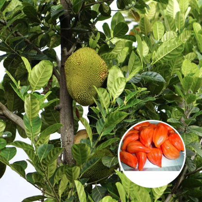 Daeng Surya Jackfruit (Orange Flesh) Rare Grafted Live Plant