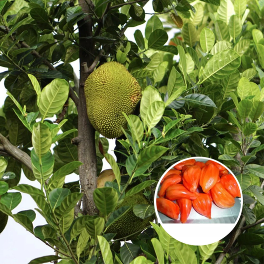 Daeng Surya Jackfruit (Orange Flesh) Rare Grafted Live Plant