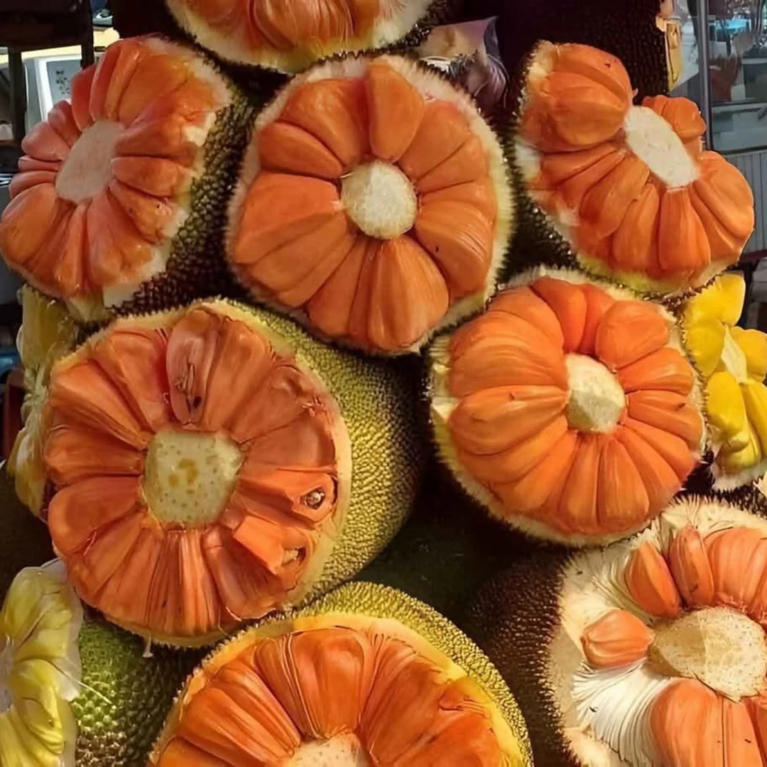 Daeng Surya Jackfruit (Orange Flesh) Rare Grafted Live Plant
