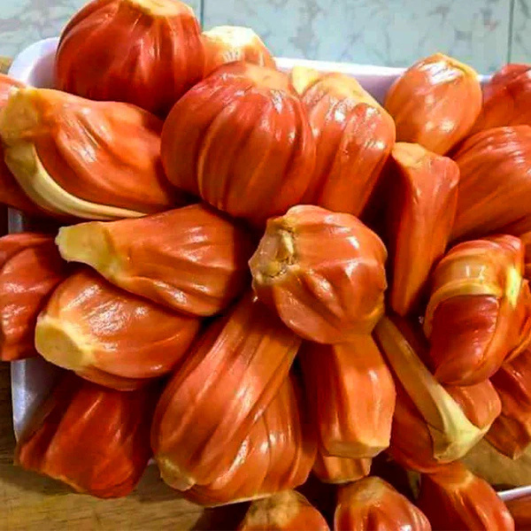 Daeng Surya Jackfruit (Orange Flesh) Rare Grafted Live Plant