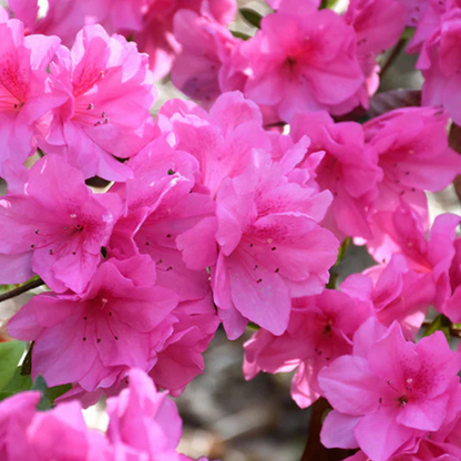 Dark Pink Azalea Ruffle (Rhododendron) Rare Flowering Live Plant