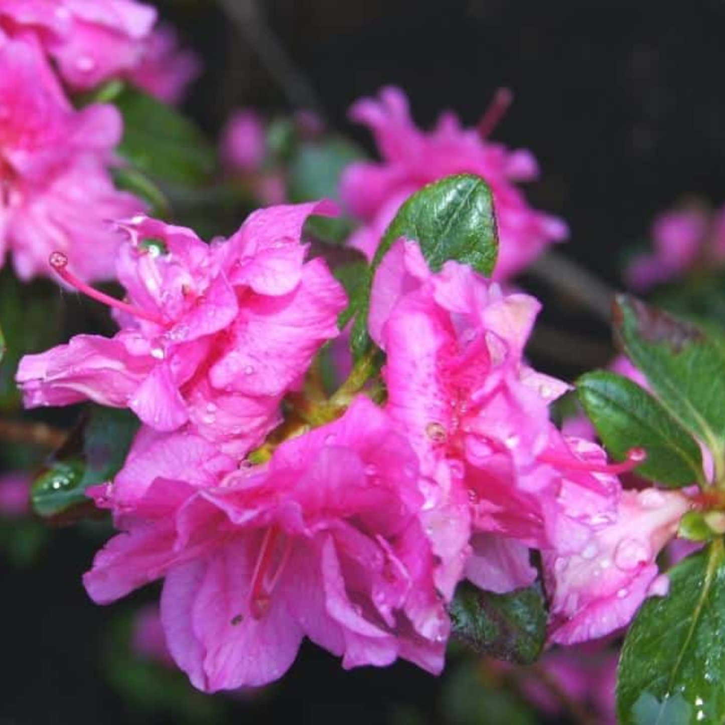 Dark Pink Azalea Ruffle (Rhododendron) Rare Flowering Live Plant
