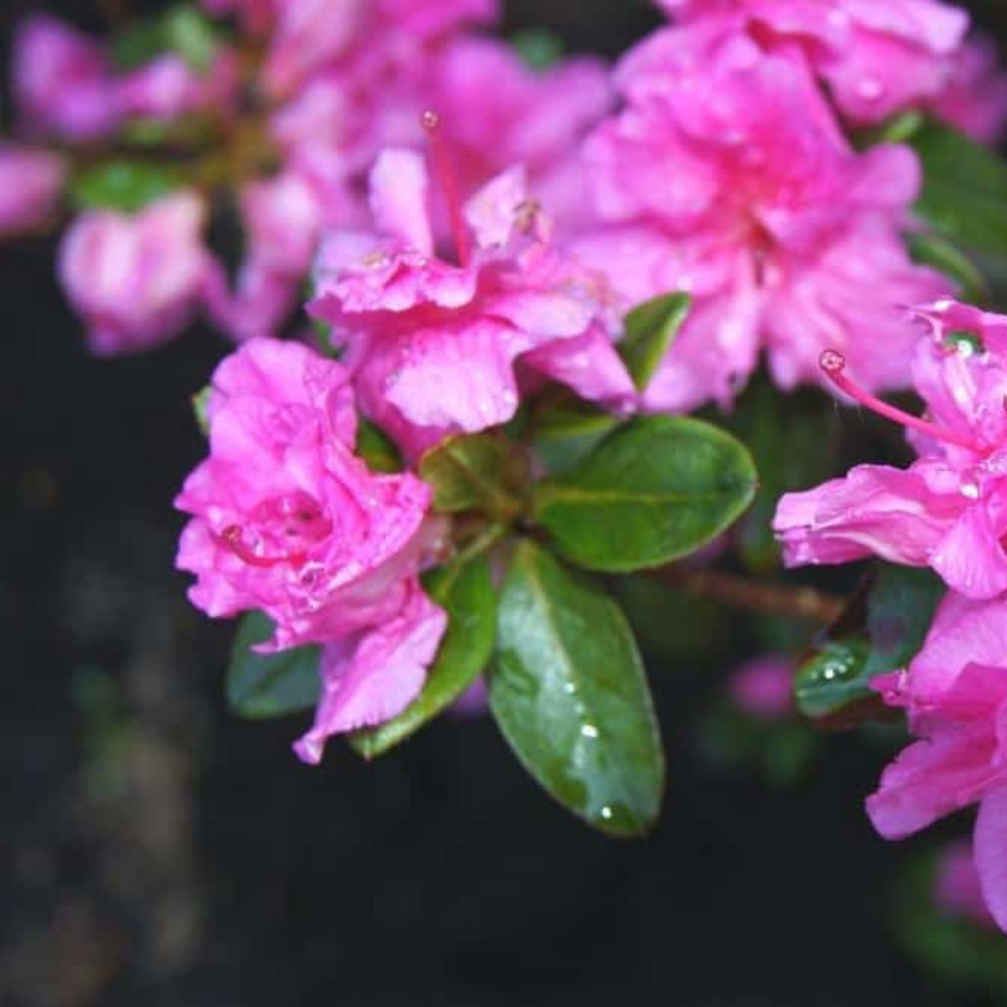 Dark Pink Azalea Ruffle (Rhododendron) Rare Flowering Live Plant
