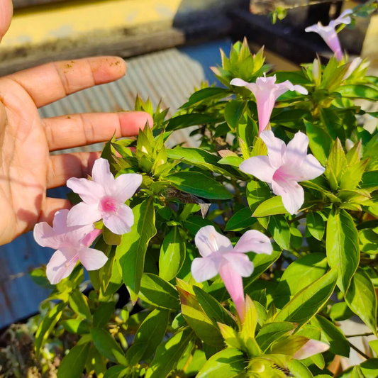 December Flower Baby Pink (Barleria cristata) All Time Flowering Live Plant