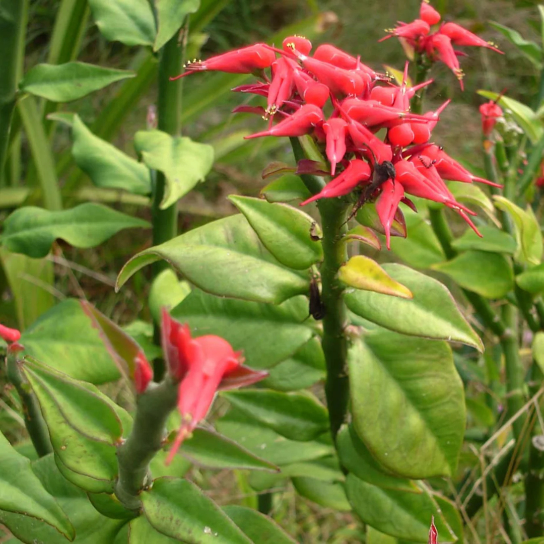 Devil's Backbone (Euphorbia tithymaloides) Green Leaves Flowering Live Plant