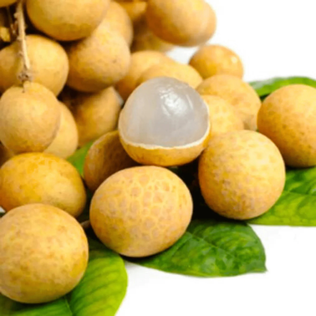 Dimocarpus Longan Fruit Live Plant