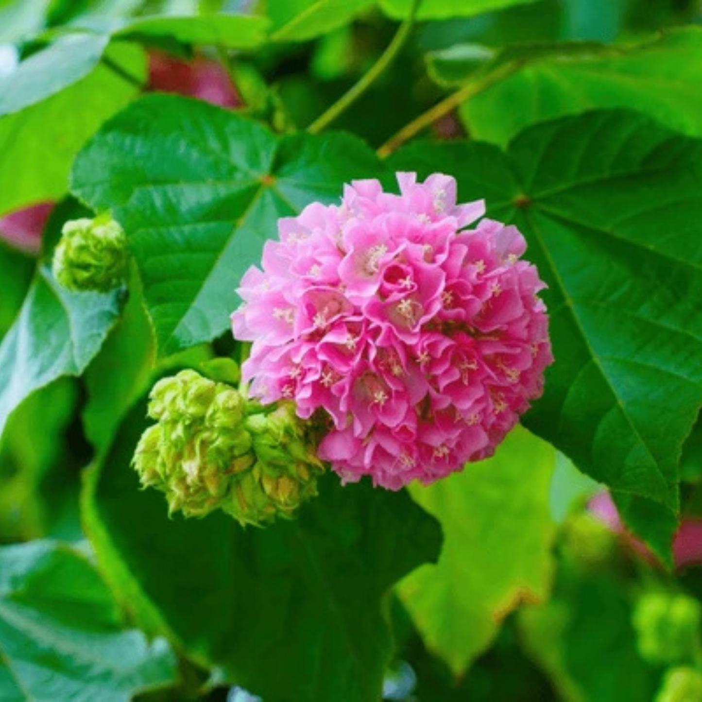 Dombeya Dropping Pink (Dombeya wallichii) Rare Flowering Live Plant