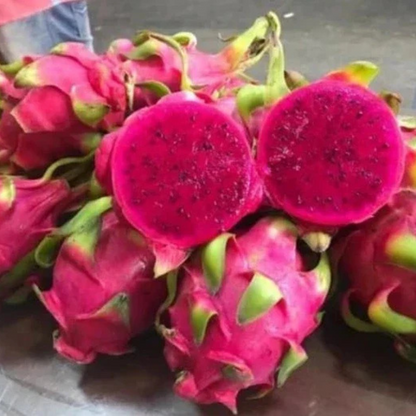 Dragon Fruit Original Red Sweet Variety Rooted Plant