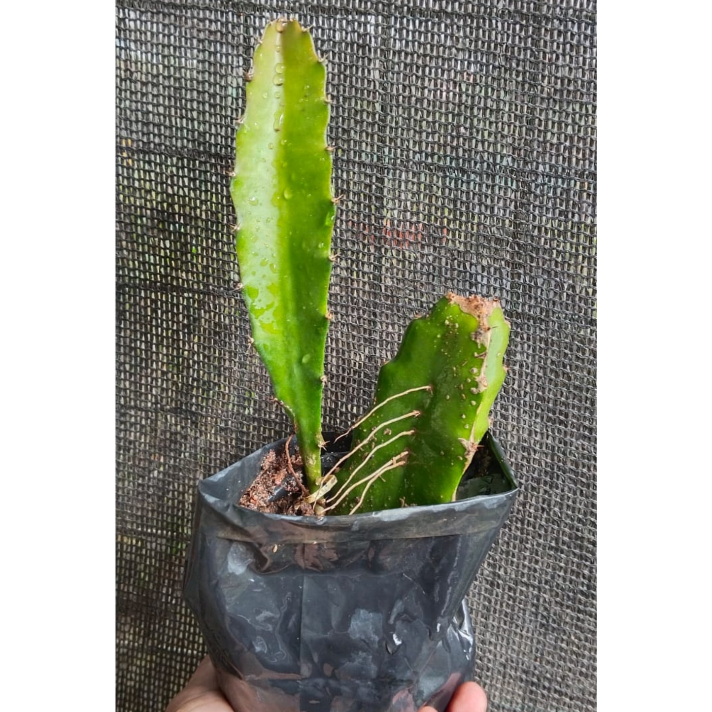 Dragon Fruit Original Red Sweet Variety Rooted Plant