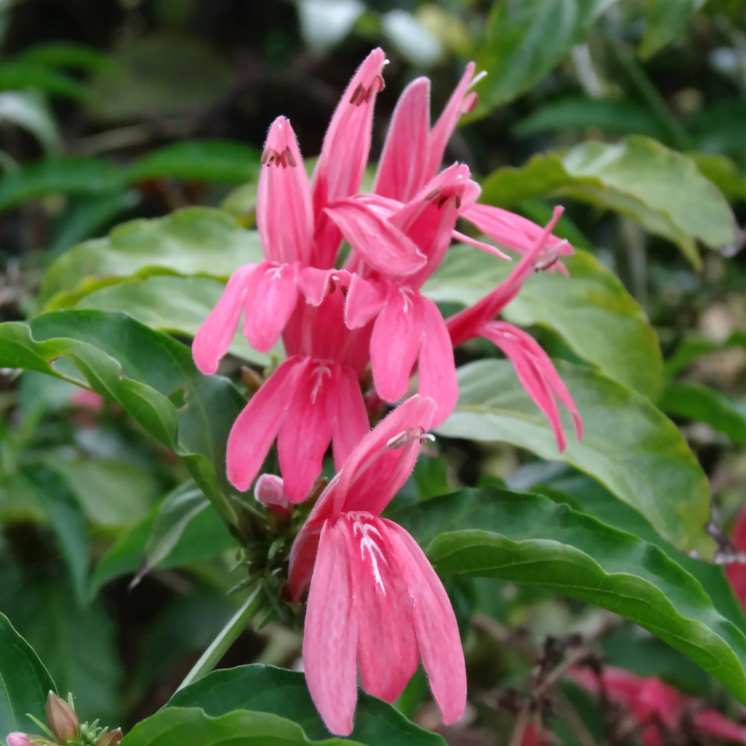 Duck Foot (Justicia brasiliana) Rare All Time Flowering Live Plant