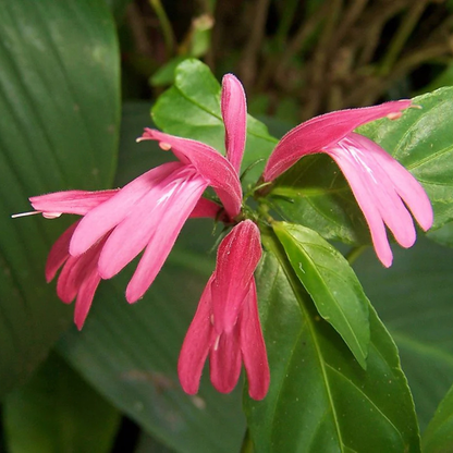 Duck Foot (Justicia brasiliana) Rare All Time Flowering Live Plant