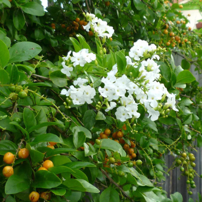 Duranta Erecta White Flower with Green Leaves Ornamental Live Plant