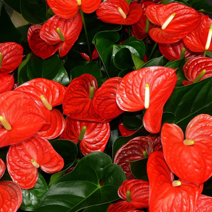 Dwarf Anthurium Jumbo Red Indoor/Outdoor Live Plant