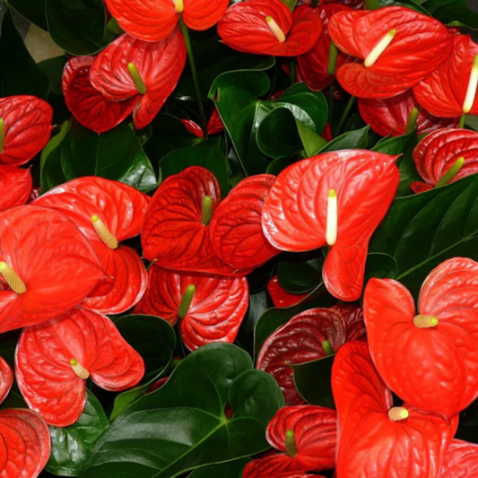 Dwarf Anthurium 'Sempre' Indoor/Outdoor Live Plant