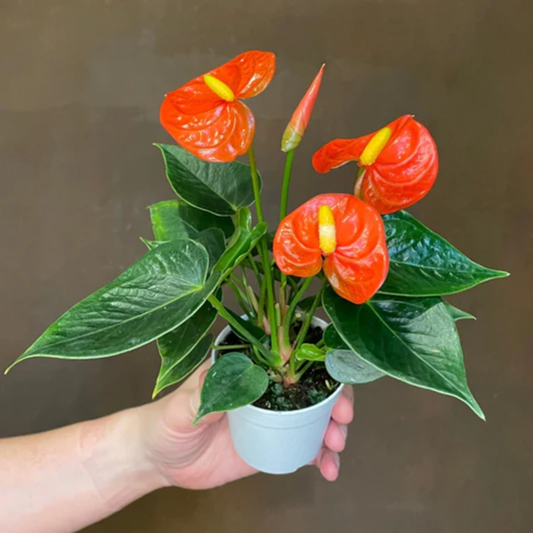 Dwarf Anthurium 'Sempre' Indoor/Outdoor Live Plant