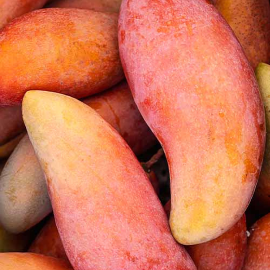 Dwarf Banana Mango Grafted Live Plant