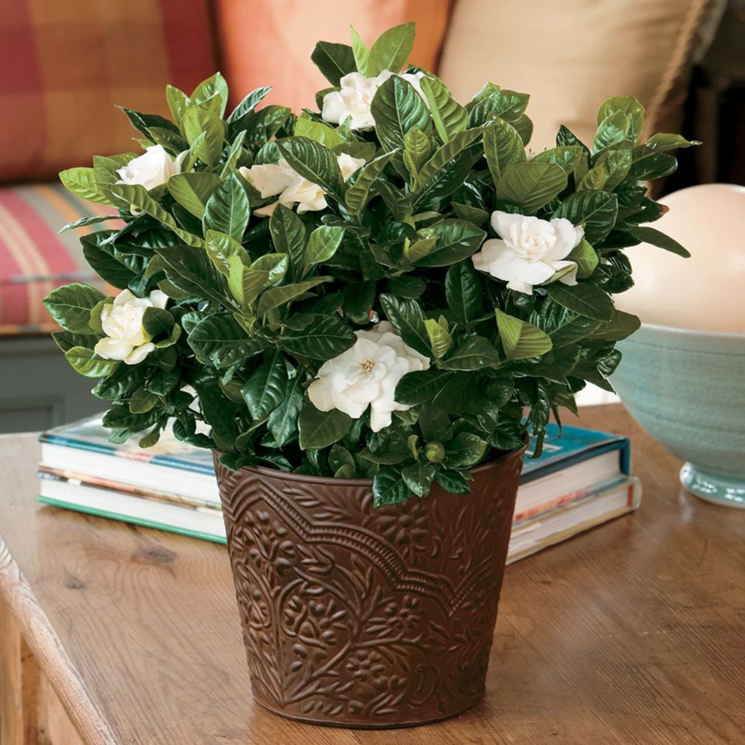 Dwarf Gardenia Flowering Live Plant