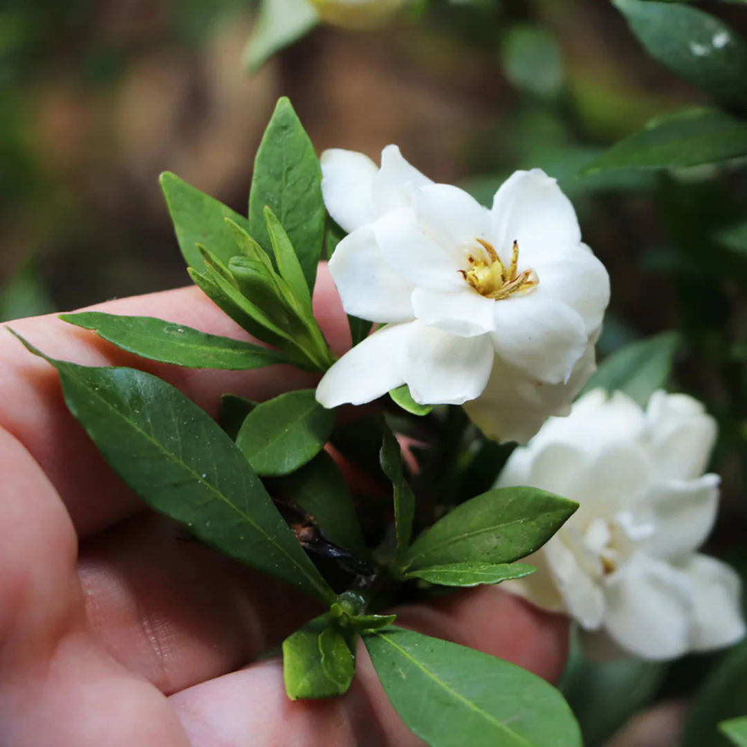 Dwarf Gardenia Flowering Live Plant