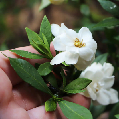 Dwarf Gardenia Flowering Live Plant