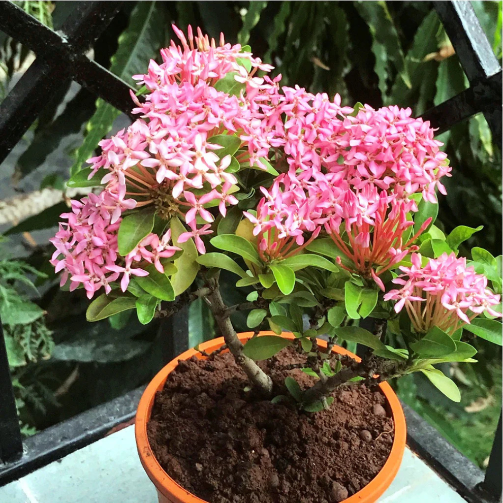 Dwarf Ixora Pink All Time Flowering Live Plant | Buy Online at DreaMee ...