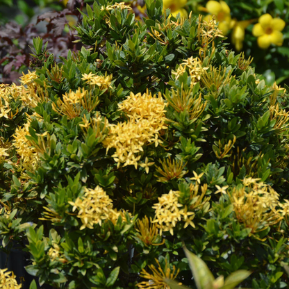 Dwarf Ixora Yellow All Time Flowering Live Plant