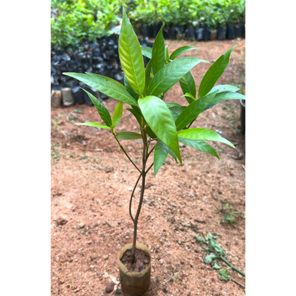 Dwarf Kadamba Yellow Fragrant All Time Flowering Live Plant