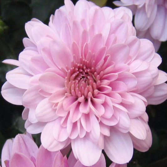 Dwarf Light Pink Chrysanthemum Flowering Live Plant