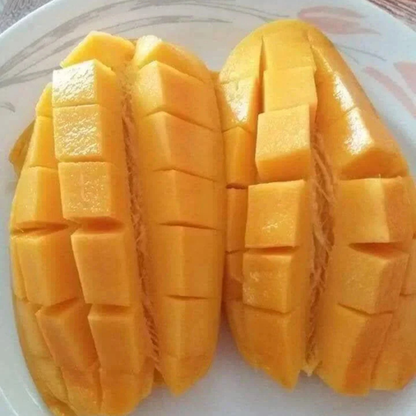 Dwarf Nam Doc Mai Mango Grafted Live Plant