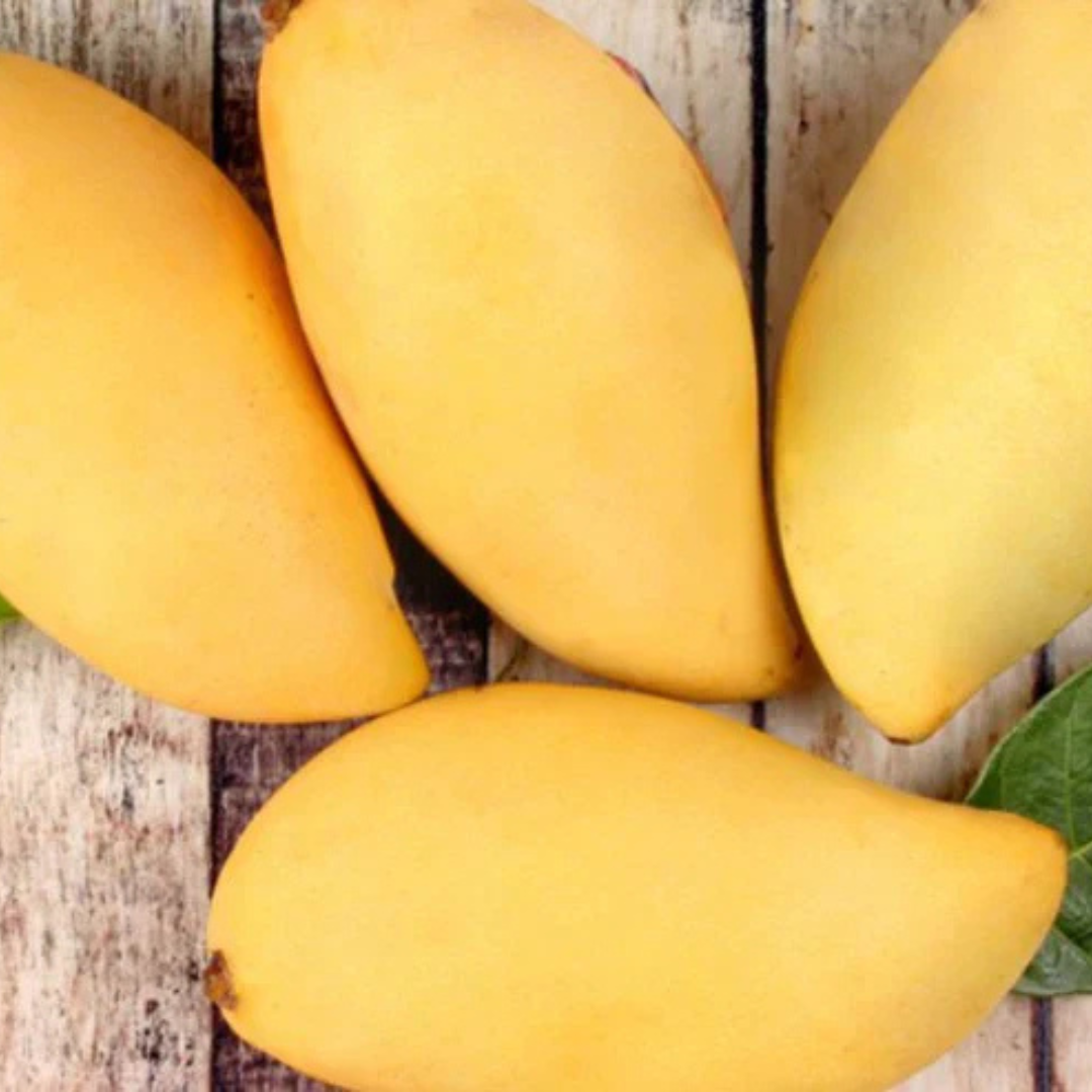 Dwarf Nam Doc Mai Mango Grafted Live Plant