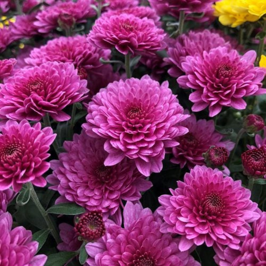 Dwarf Pink Chrysanthemum Flowering Live Plant