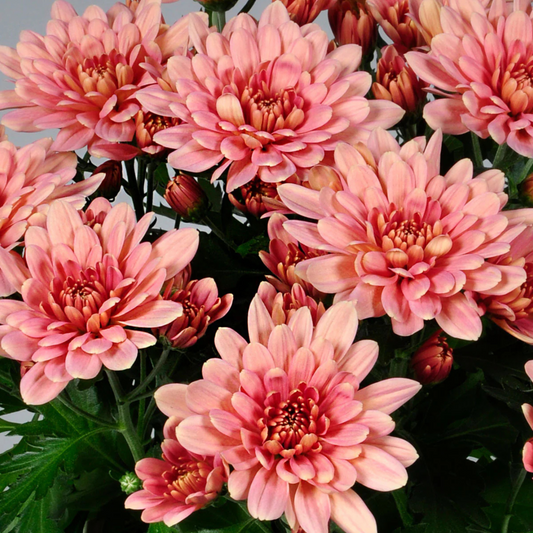 Dwarf Salmon Pink Chrysanthemum Flowering Live Plant