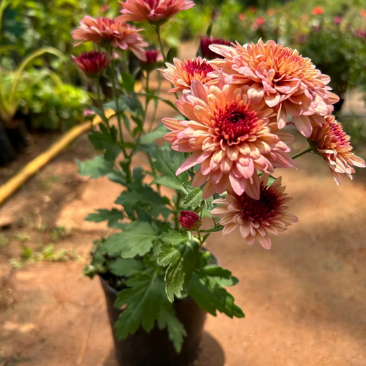 Dwarf Salmon Pink Chrysanthemum Flowering Live Plant