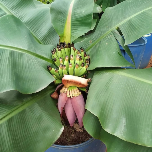 Dwarf Thailand Banana (Musa acuminata) Live Fruit Plant