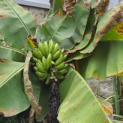 Dwarf Thailand Banana (Musa acuminata) Live Fruit Plant
