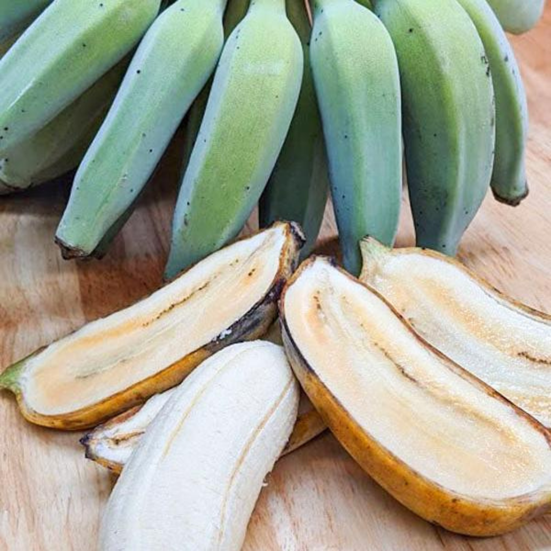 Dwarf Thailand Banana (Musa acuminata) Live Fruit Plant