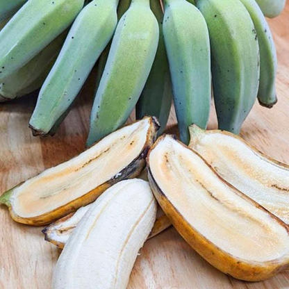 Dwarf Thailand Banana (Musa acuminata) Live Fruit Plant