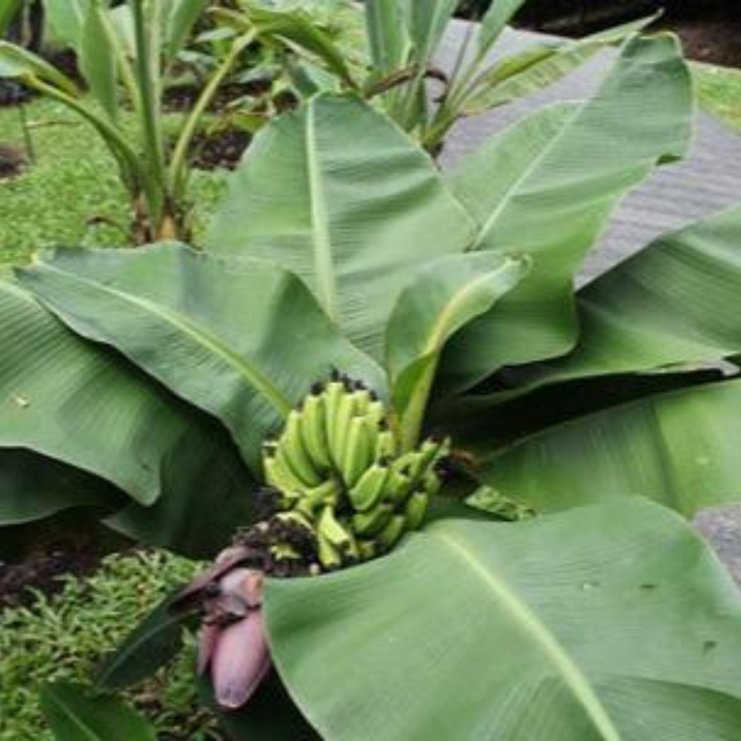Dwarf Thailand Banana (Musa acuminata) Live Fruit Plant
